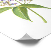 Molave (Vitex parviflora) philippinische Waldblüte Poster (Ecke)