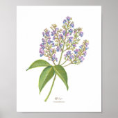 Molave (Vitex parviflora) philippinische Waldblüte Poster (Vorne)