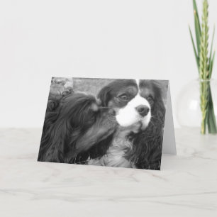 Molder and Fjalar Cavalier King Charles Spaniels Karte
