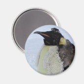 Molding Kaiser Pinguin Magnet (Vorderseite/Rückseite)
