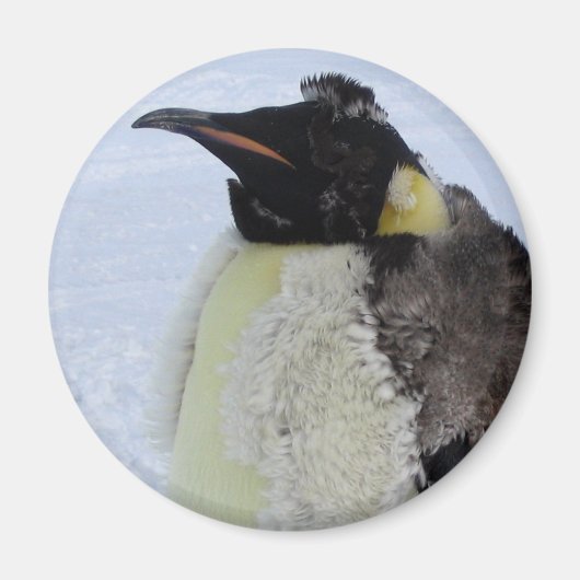 Molding Kaiser Pinguin Magnet (Vorne)