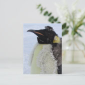 Molding Kaiser Pinguin Postkarte (Stehend Vorderseite)