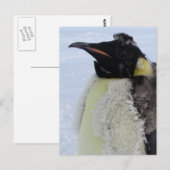 Molding Kaiser Pinguin Postkarte (Vorne/Hinten)