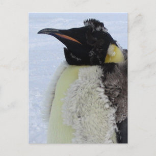 Molding Kaiser Pinguin Postkarte