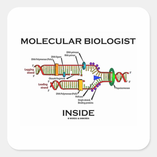 Molekularbiologin Inside (DNA-Replikation) Quadratischer Aufkleber (Vorderseite)
