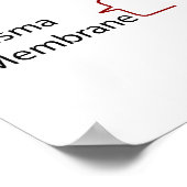 Molekulare Struktur einer primären Zellwand einer  Poster (Ecke)