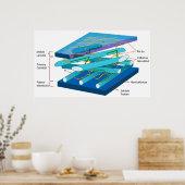 Molekulare Struktur einer primären Zellwand einer  Poster (Küche)