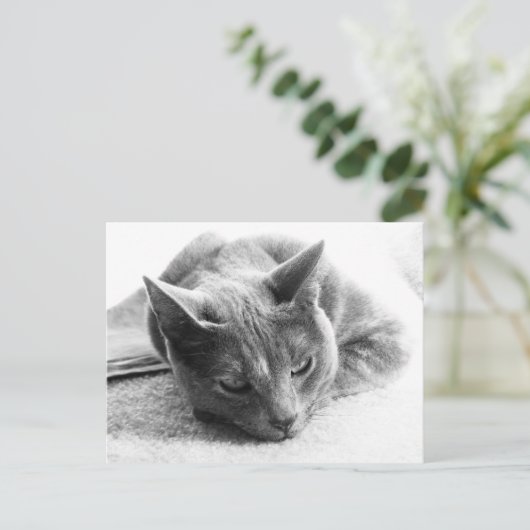 Mollie Postkarte (Stehend Vorderseite)