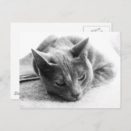 Mollie Postkarte (Vorne/Hinten)