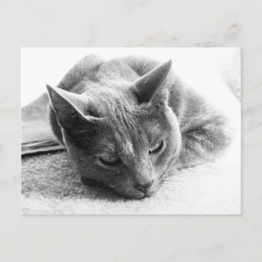 Mollie Postkarte (Vorderseite)