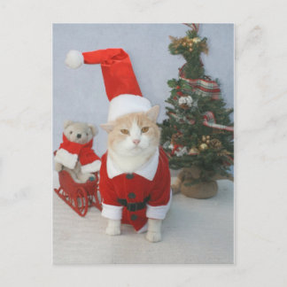 Mollige Sankt-Katze Feiertagspostkarte
