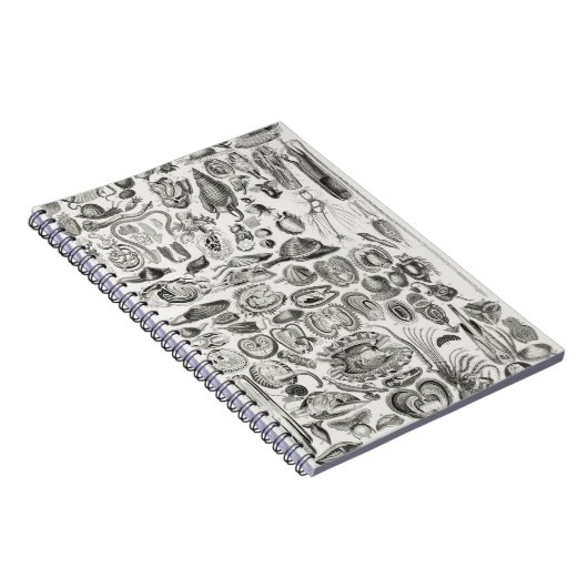 Mollusca Notizblock (Rechte Seite)