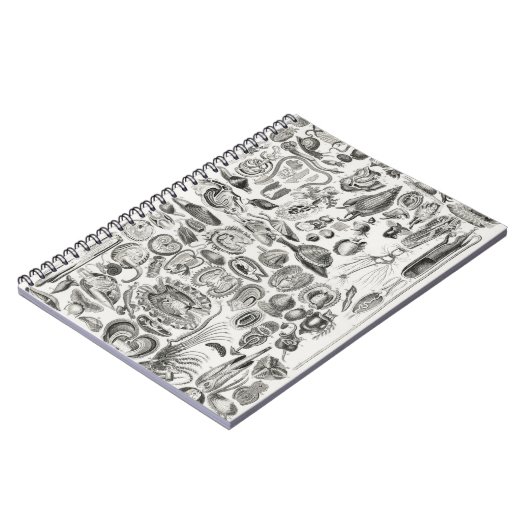 Mollusca Notizblock (Linke Seite)