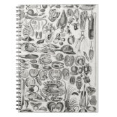 Mollusca Notizblock (Vorderseite)