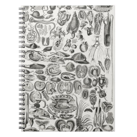 Mollusca Notizblock (Vorderseite)