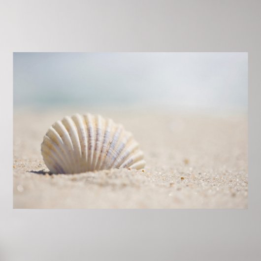Mollusk Seashell Poster (Vorne)
