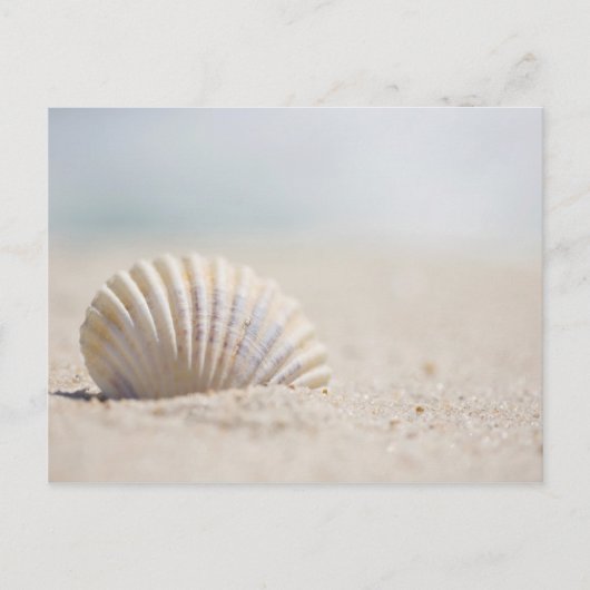 Mollusk Seashell Postkarte (Vorderseite)