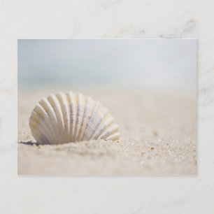 Mollusk Seashell Postkarte