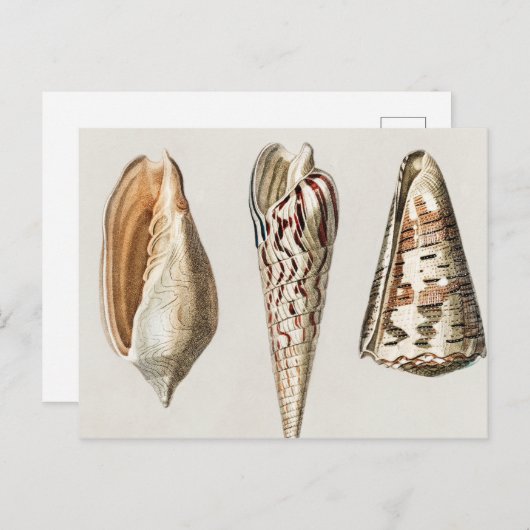 Mollusken Vintag illustriert Postkarte (Vorne/Hinten)