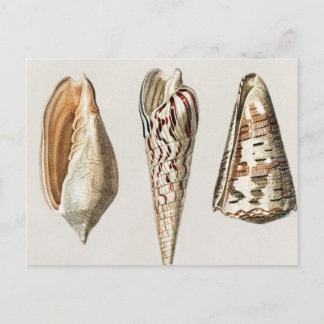 Mollusken Vintag illustriert Postkarte