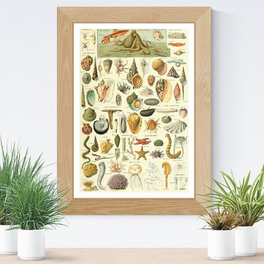 Mollusks Adolphe Millot Illustration Poster