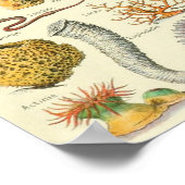 Mollusks Adolphe Millot Illustration Poster (Ecke)