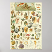 Mollusks Adolphe Millot Illustration Poster (Vorne)