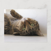 Molly Ankündigungspostkarte (Vorderseite)