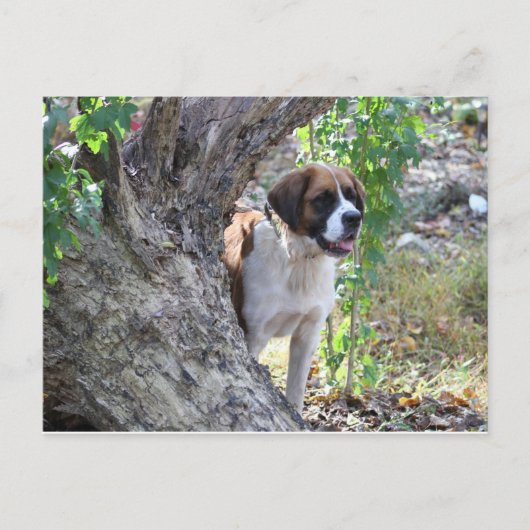 Molly " Jemand sagt PLAYTIME" Postkarte (Vorderseite)