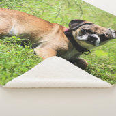 Molly Sherpadecke (3/4)