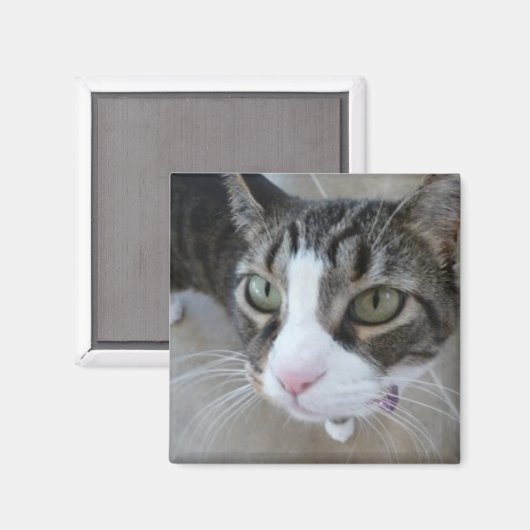 Molly sieht dir das Kitty Square Magnet zu (Vorderseite/Rückseite)