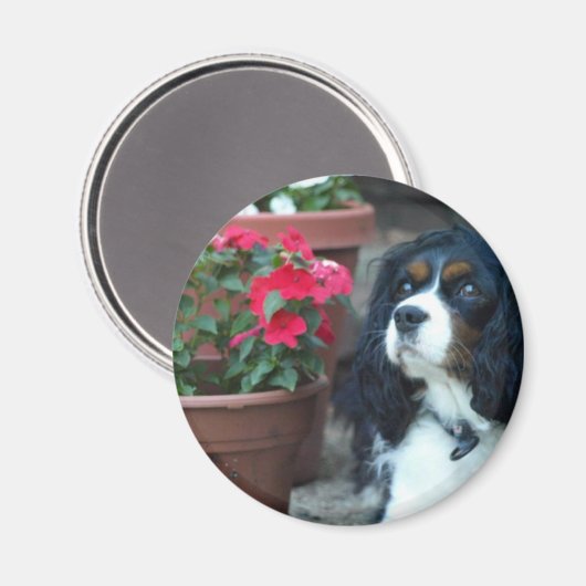Molly the Cavalier Magnet (Vorderseite/Rückseite)