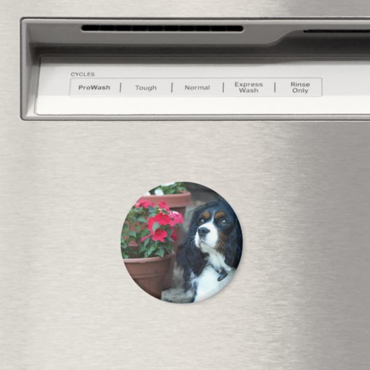 Molly the Cavalier Magnet (In Situ (Geschirrspüler))