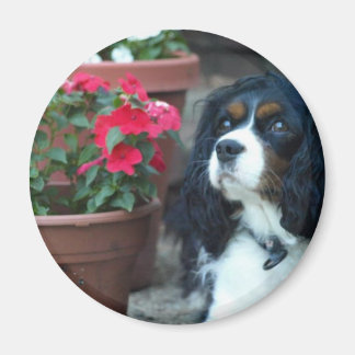 Molly the Cavalier Magnet
