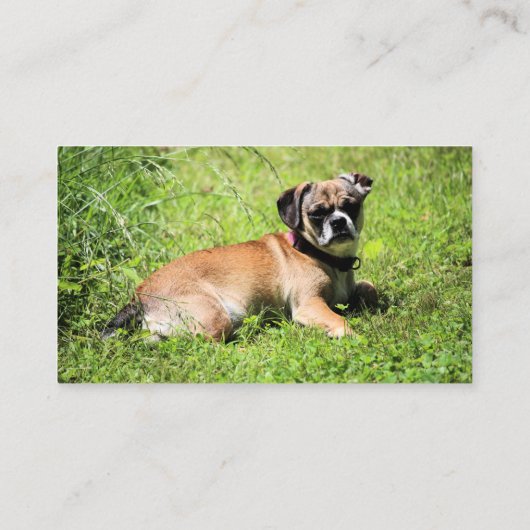 Molly Visitenkarte (Rückseite)