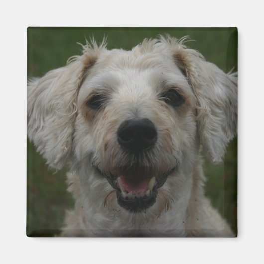 Mollywog the Dog Magnet (Vorne)