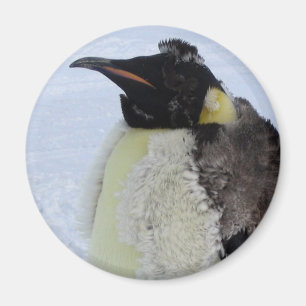 Molting Kaiser-Pinguin Magnet