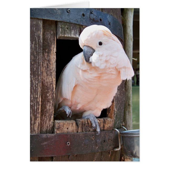 Moluccan Cockatoo (Vorne)