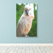 Moluccan Cockatoo Leinwanddruck (Insitu (Holzboden))