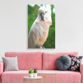 Moluccan Cockatoo Leinwanddruck (Insitu (Wohnzimmer))