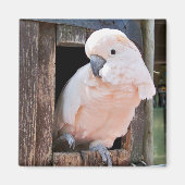 Moluccan Cockatoo Magnet (Vorne)
