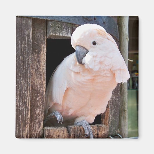 Moluccan Cockatoo Magnet (Vorne)