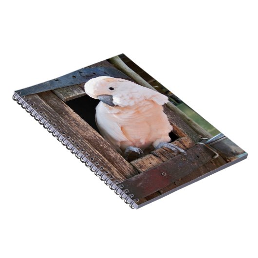 Moluccan Cockatoo Notizblock (Rechte Seite)
