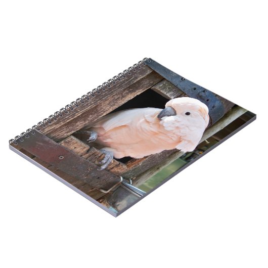 Moluccan Cockatoo Notizblock (Linke Seite)