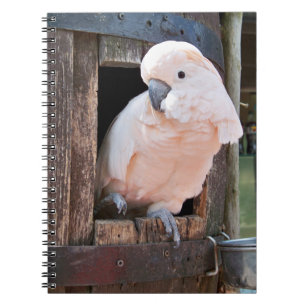 Moluccan Cockatoo Notizblock
