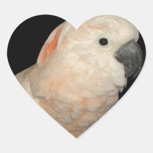 Moluccan Cockatoo-Papageien-Entwurf Herz-Aufkleber