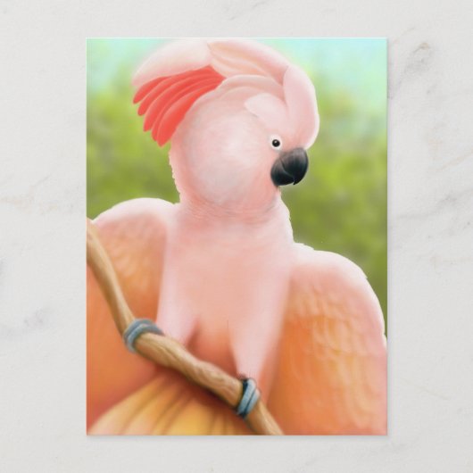 Moluccan Cockatoo Postcard Postkarte (Vorderseite)