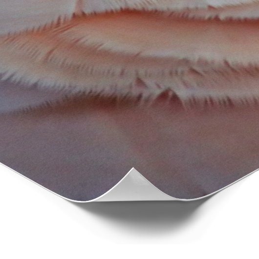 Moluccan Cockatoo Poster (Ecke)