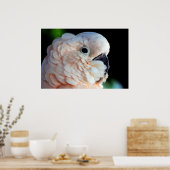 Moluccan Cockatoo Poster (Küche)