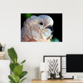 Moluccan Cockatoo Poster (Heimbüro)